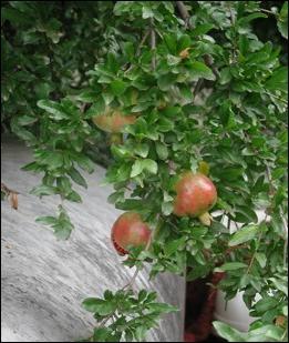 Pomegranates, Patagonia, Arizona
